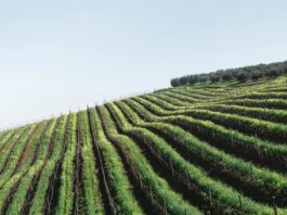 Restructuration des vignobles français : les défis et les opportunités