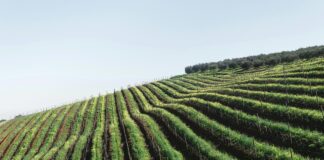 Restructuration des vignobles français : les défis et les opportunités