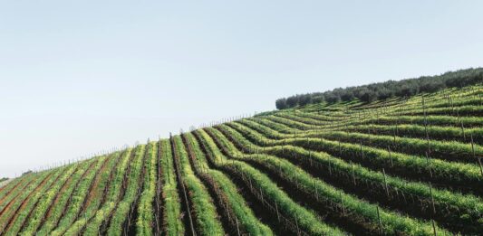Restructuration des vignobles français : les défis et les opportunités