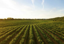 Diversification des vignobles français : les nouvelles voies du vin