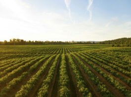 Diversification des vignobles français : les nouvelles voies du vin