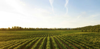Diversification des vignobles français : les nouvelles voies du vin