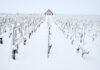 Viticulture durable : les initiatives françaises face au changement climatique