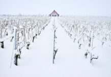 Viticulture durable : les initiatives françaises face au changement climatique