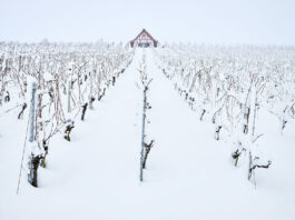 Viticulture durable : les initiatives françaises face au changement climatique
