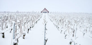 Viticulture durable : les initiatives françaises face au changement climatique