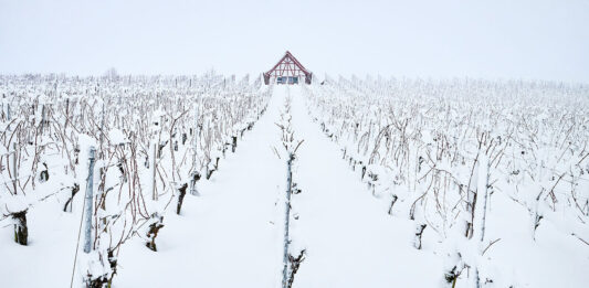 Viticulture durable : les initiatives françaises face au changement climatique