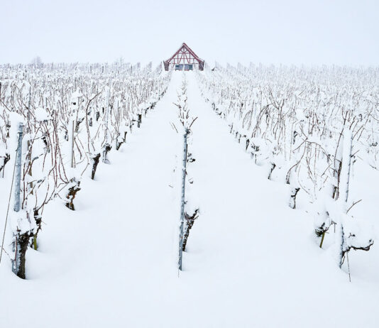 Viticulture durable : les initiatives françaises face au changement climatique