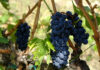 Les vins de Beaujolais : des rouges fruités et légers