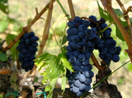 Les vins de Beaujolais : des rouges fruités et légers
