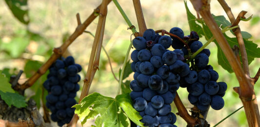 Les vins de Beaujolais : des rouges fruités et légers