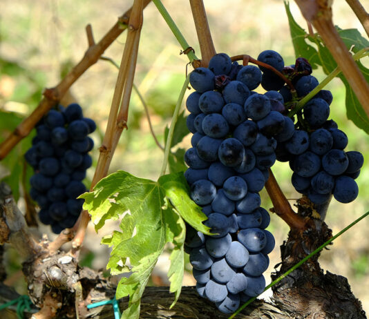 Les vins de Beaujolais : des rouges fruités et légers