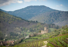 Domaine Weinbach, le jardin secret du Riesling au féminin