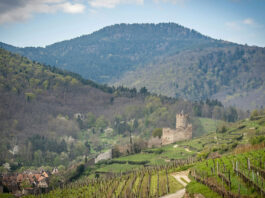 Domaine Weinbach, le jardin secret du Riesling au féminin