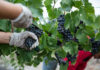 Vendanges 2025 : bilan et tendances région par région
