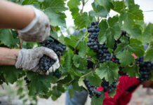 Vendanges 2025 : bilan et tendances région par région