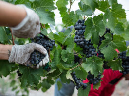 Vendanges 2025 : bilan et tendances région par région