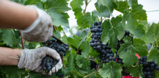 Vendanges 2025 : bilan et tendances région par région