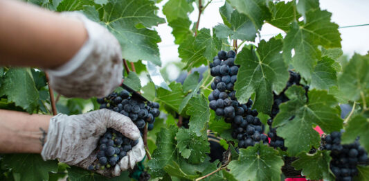Vendanges 2025 : bilan et tendances région par région