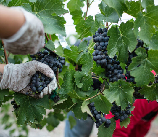 Vendanges 2025 : bilan et tendances région par région