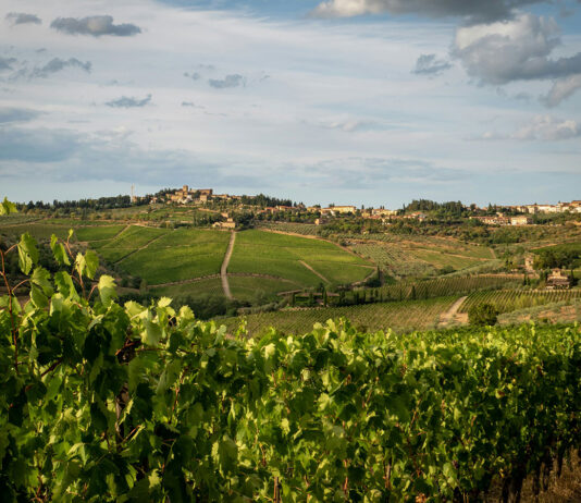 Pourquoi septembre est le mois idéal pour visiter les vignobles ?
