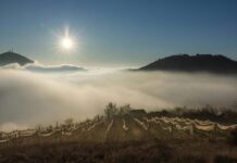 Climat et vigne : la météo extrême a-t-elle bouleversé les vendanges 2025