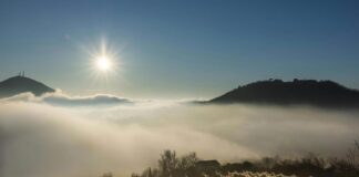 Climat et vigne : la météo extrême a-t-elle bouleversé les vendanges 2025