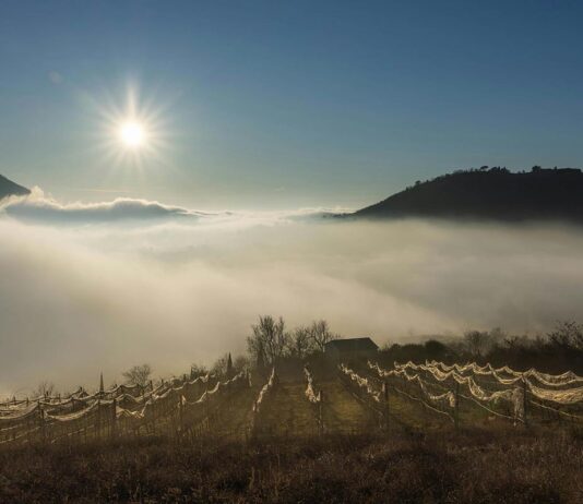 Climat et vigne : la météo extrême a-t-elle bouleversé les vendanges 2025 ? Climat et vigne : la météo extrême a-t-elle bouleversé les vendanges 2025