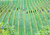 Comment les vendanges 2025 s’annoncent pour le bio et le nature ?