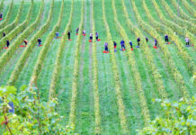 Comment les vendanges 2025 s’annoncent pour le bio et le nature ?