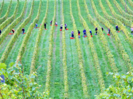Comment les vendanges 2025 s’annoncent pour le bio et le nature ?