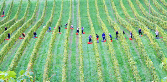 Comment les vendanges 2025 s’annoncent pour le bio et le nature ?