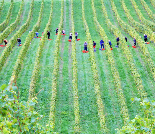 Comment les vendanges 2025 s’annoncent pour le bio et le nature ?